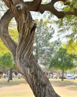 Ftv Girls - 06-veronica01006