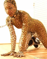 Shiny Kitty - 85-100